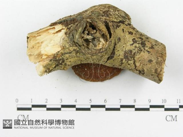 木層孔菌屬藏品圖，第3張