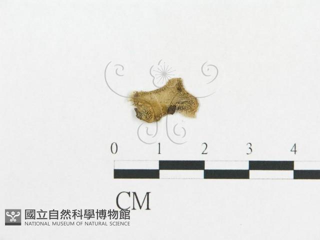 登錄號:F0016979藏品圖，第3張