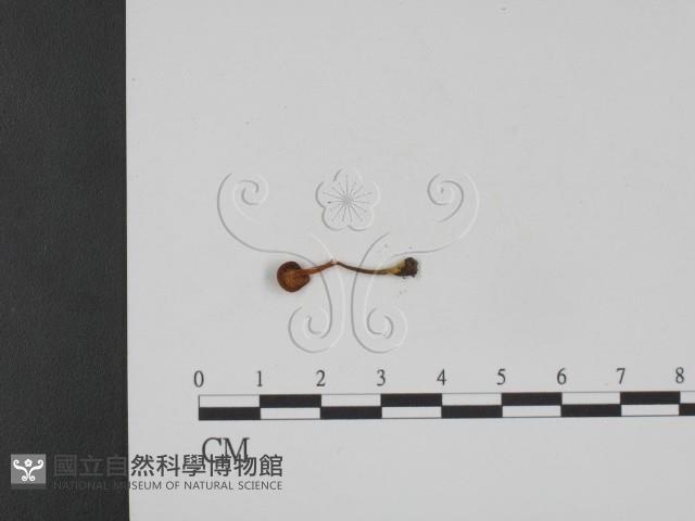 登錄號:F0021979藏品圖，第3張
