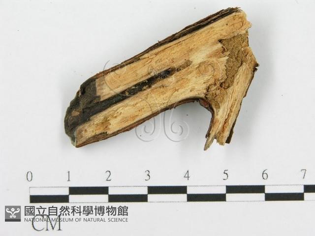 登錄號:F0014979藏品圖，第3張