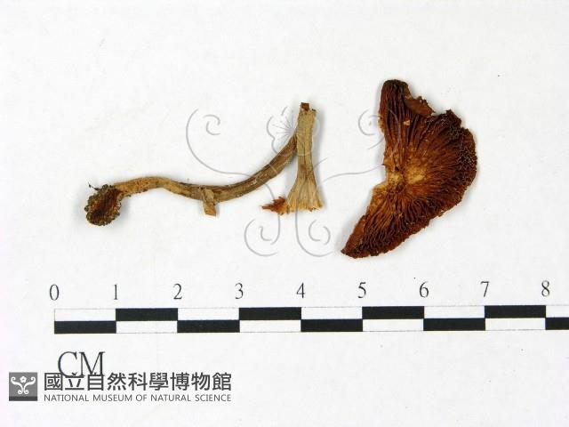 登錄號:F0022979藏品圖，第3張