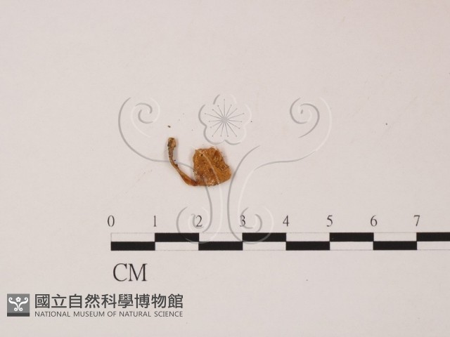 登錄號:F0007979藏品圖，第3張