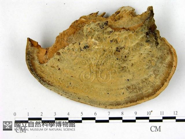 登錄號:F0005979藏品圖，第3張