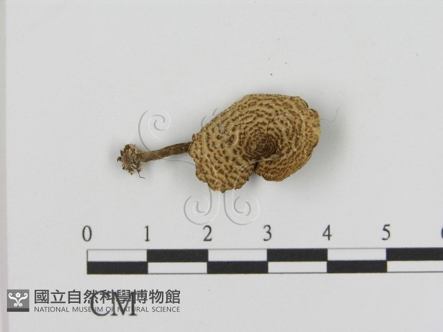 登錄號:F0015979藏品圖，第3張