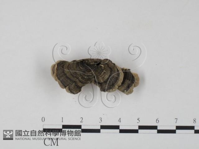 雲芝藏品圖，第3張