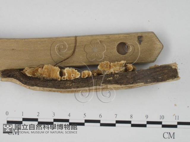 登錄號:F0019979藏品圖，第3張