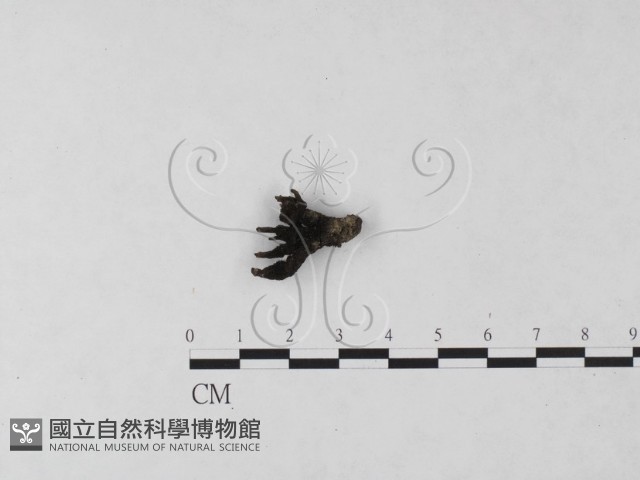 炭角菌屬藏品圖，第3張