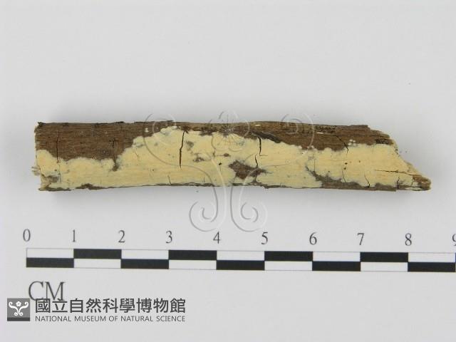 登錄號:F0008679藏品圖，第3張
