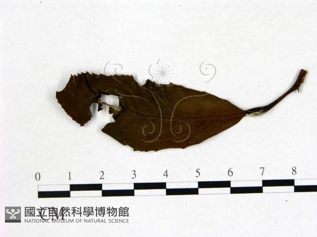 登錄號:F0020679藏品圖，第3張