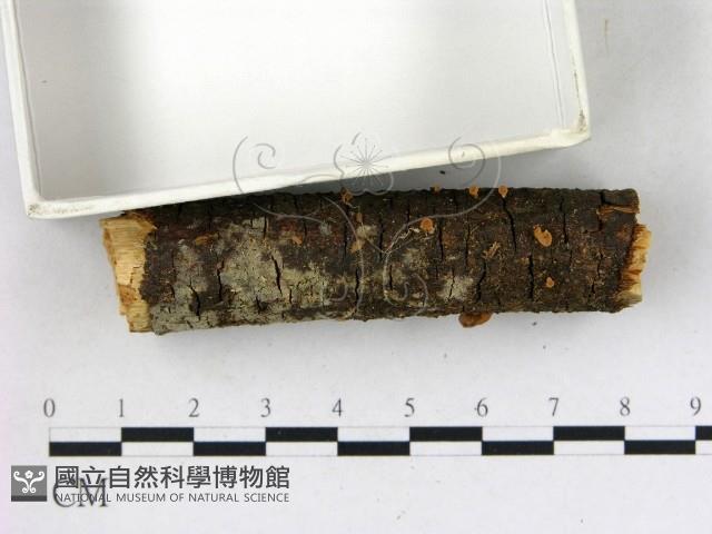 登錄號:F0010679藏品圖，第3張