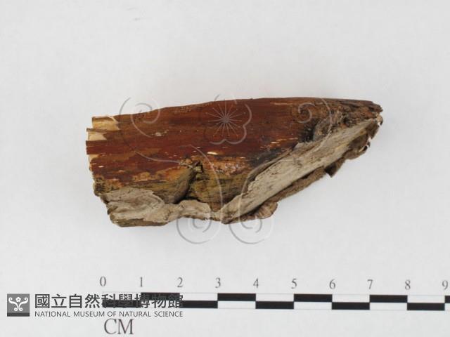 登錄號:F0026679藏品圖，第3張