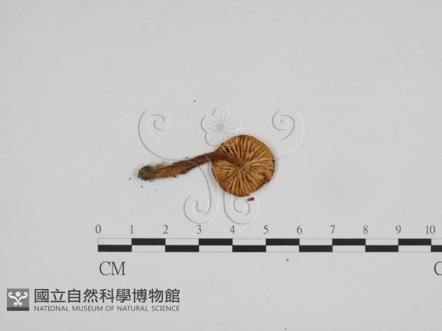 濕傘屬藏品圖，第3張