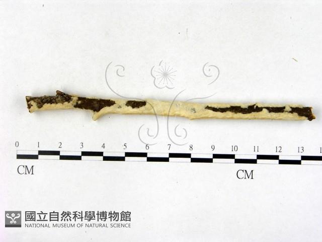 顯絲菌屬藏品圖，第3張