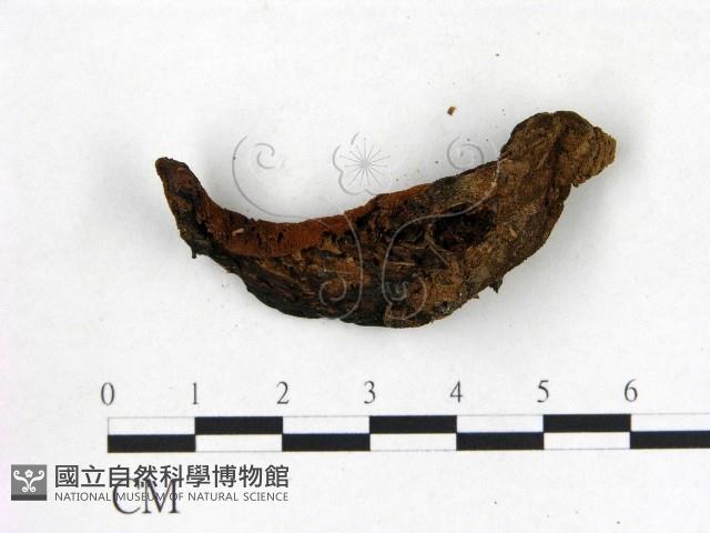 登錄號:F0012679藏品圖，第3張