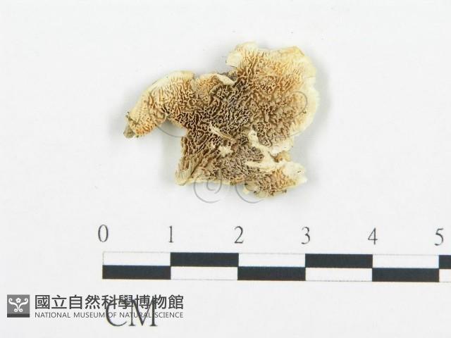 登錄號:F0017679藏品圖，第1張