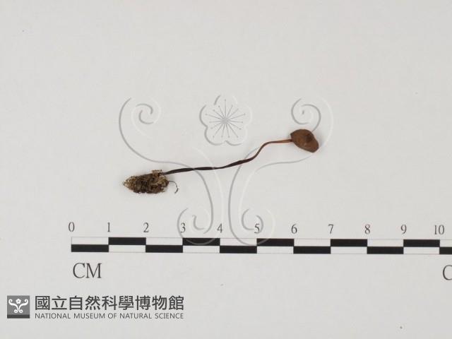 小菇屬藏品圖，第3張