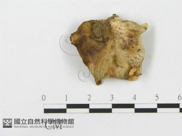 登錄號:F0015679藏品圖，第3張
