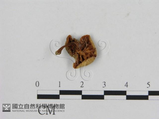 登錄號:F0009679藏品圖，第3張