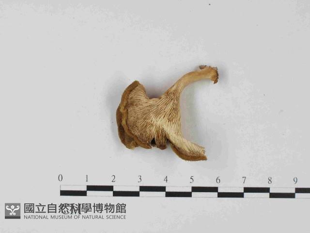 登錄號:F0023679藏品圖，第3張