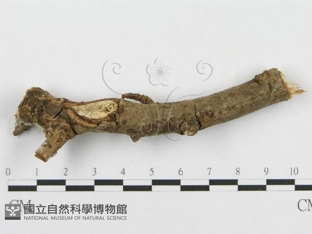 登錄號:F0010479藏品圖，第3張