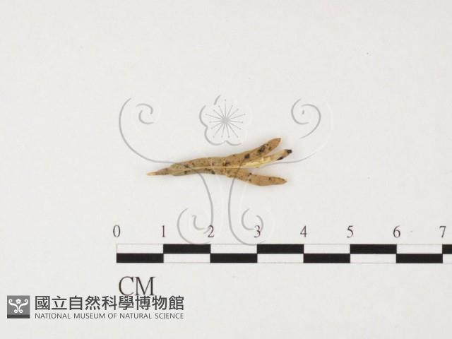 登錄號:F0026479藏品圖，第1張
