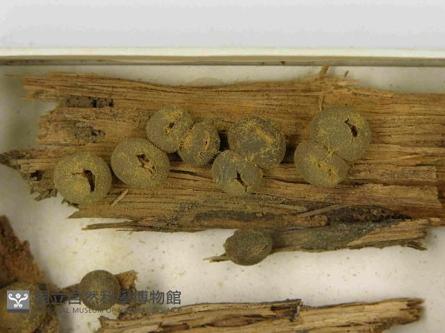 登錄號:F0021479藏品圖，第3張