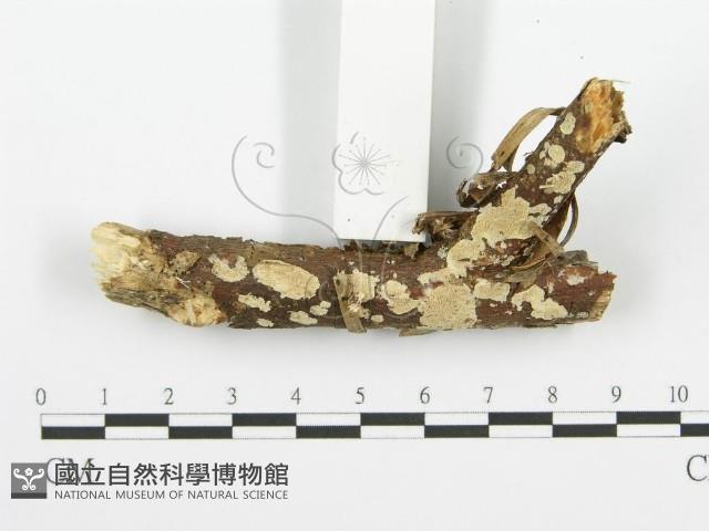 登錄號:F0001479藏品圖，第3張