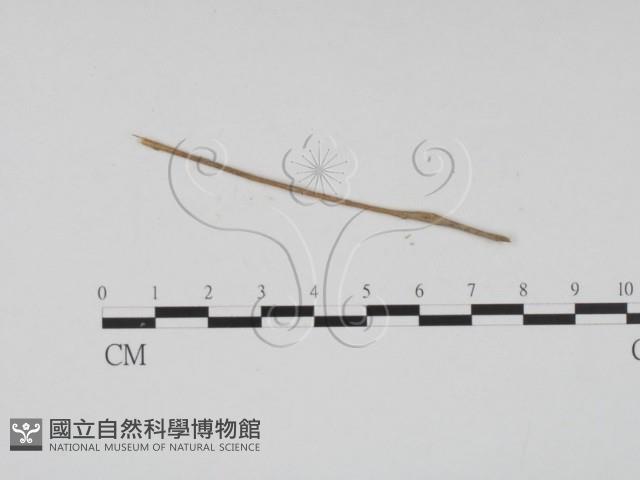 登錄號:F0011479藏品圖，第3張