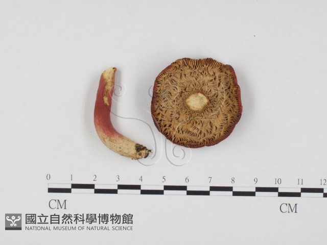 紅菇屬藏品圖，第3張
