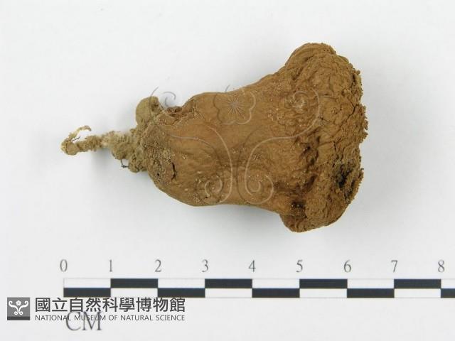 頭狀禿馬勃藏品圖，第3張