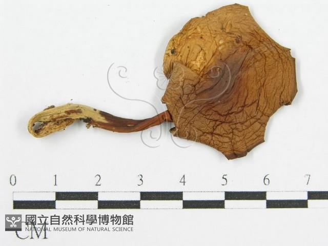 登錄號:F0007479藏品圖，第3張