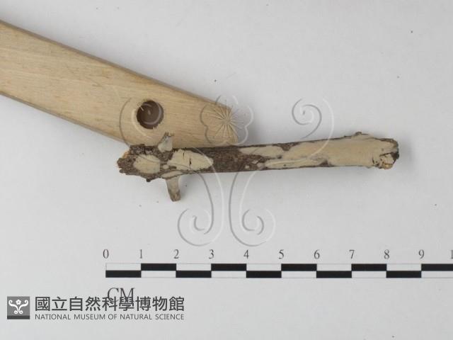 登錄號:F0025479藏品圖，第3張