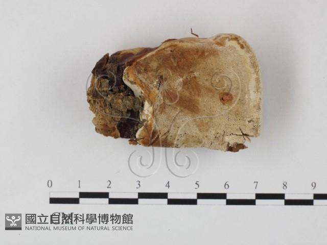 登錄號:F0015479藏品圖，第3張