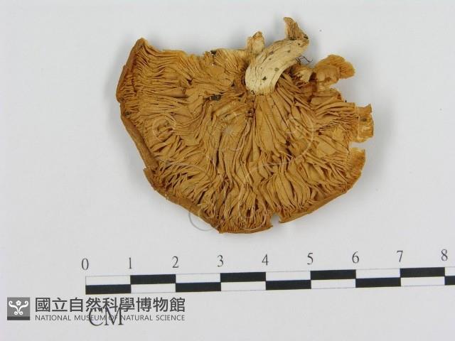 登錄號:F0009479藏品圖，第3張