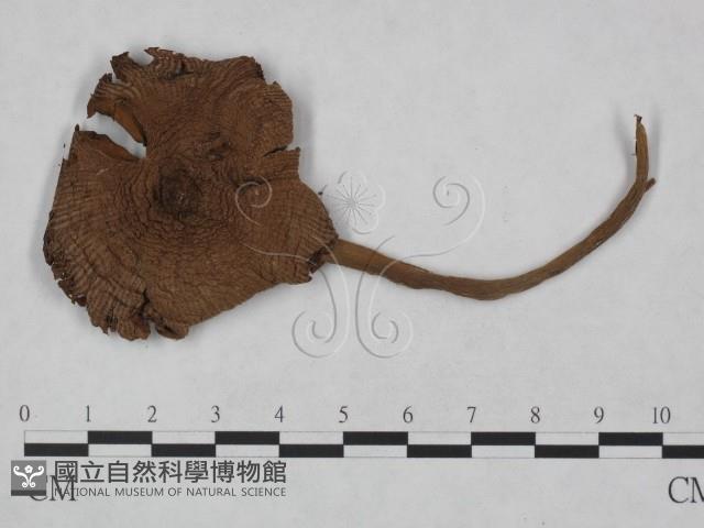 登錄號:F0023479藏品圖，第3張