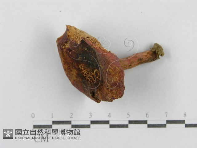 紅菇屬藏品圖，第3張