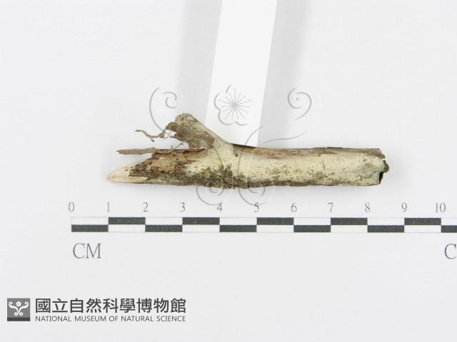 射脈菌屬藏品圖，第3張
