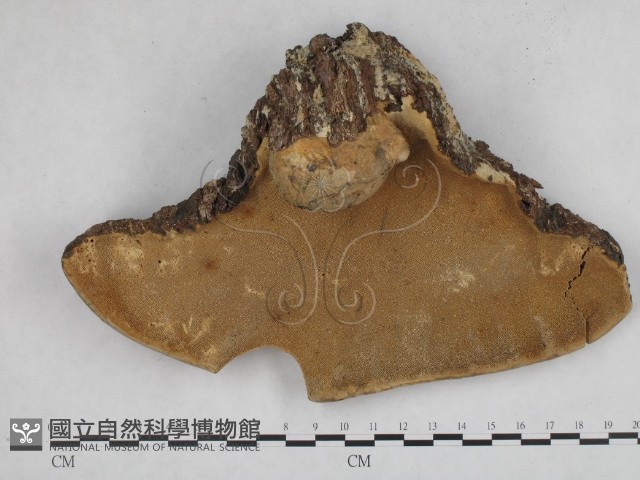栓菌屬藏品圖，第3張