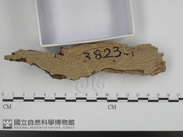 登錄號:F0018779藏品圖，第3張