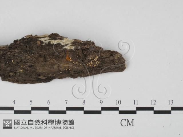 登錄號:F0020779藏品圖，第3張