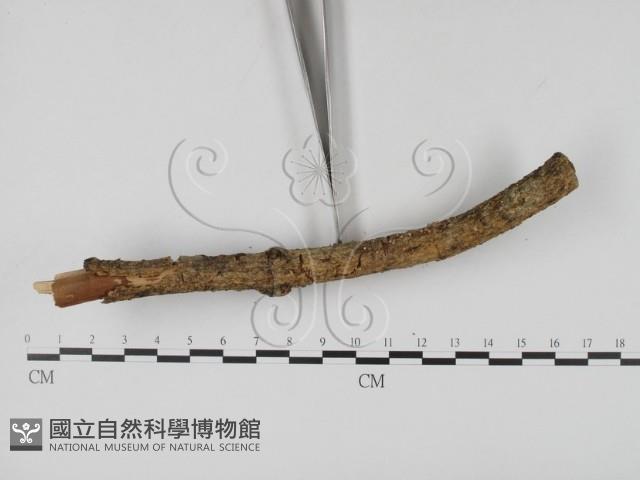 登錄號:F0000779藏品圖，第3張