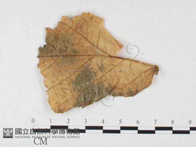 登錄號:F0026779藏品圖，第3張