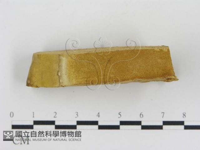 松生擬層孔菌藏品圖，第3張