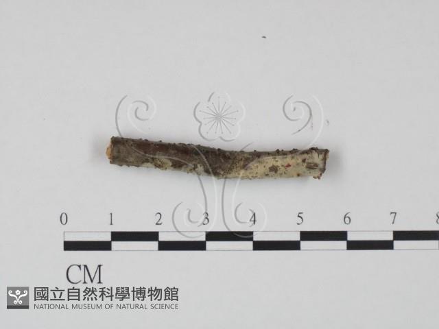 登錄號:F0016779藏品圖，第3張