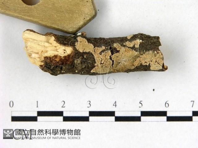 登錄號:F0021779藏品圖，第3張