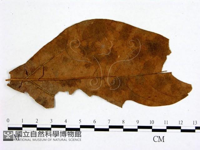 登錄號:F0011779藏品圖，第3張