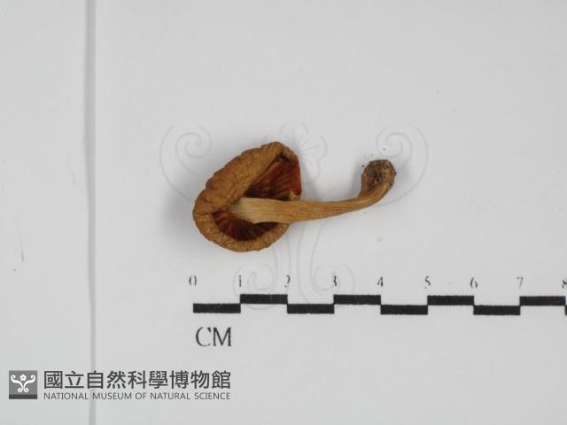 登錄號:F0031779藏品圖，第3張