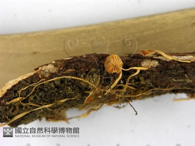 登錄號:F0004779藏品圖，第3張