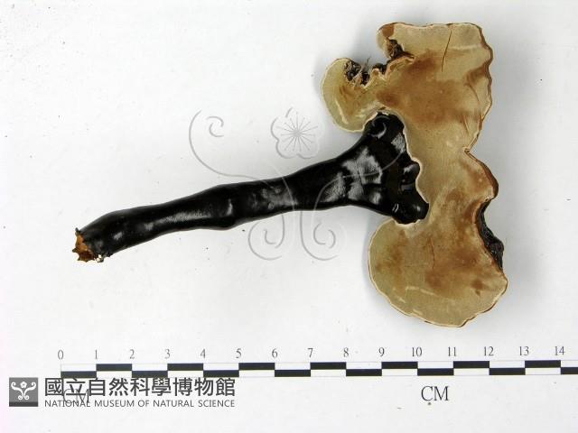 登錄號:F0022779藏品圖，第3張