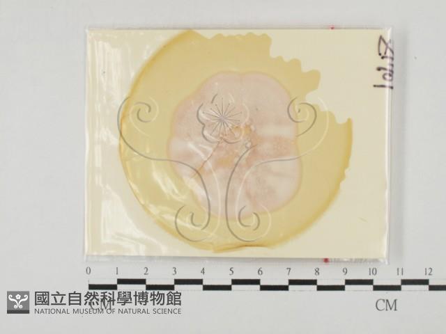 登錄號:F0027779藏品圖，第1張